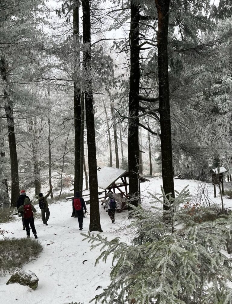Aus dem Stadtrat: Verluste im Eigenbetrieb Forst
